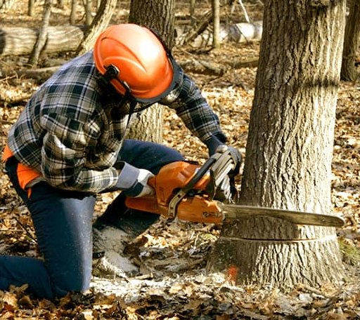 Tree Removal in Peru, ME